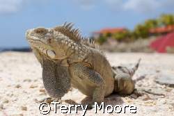 Bonaire Iguana at Sand Dollar Resort by Terry Moore 